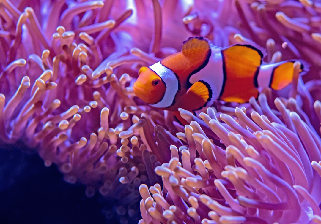Creating a Freshwater Aquarium: A Step-by-Step Guide
