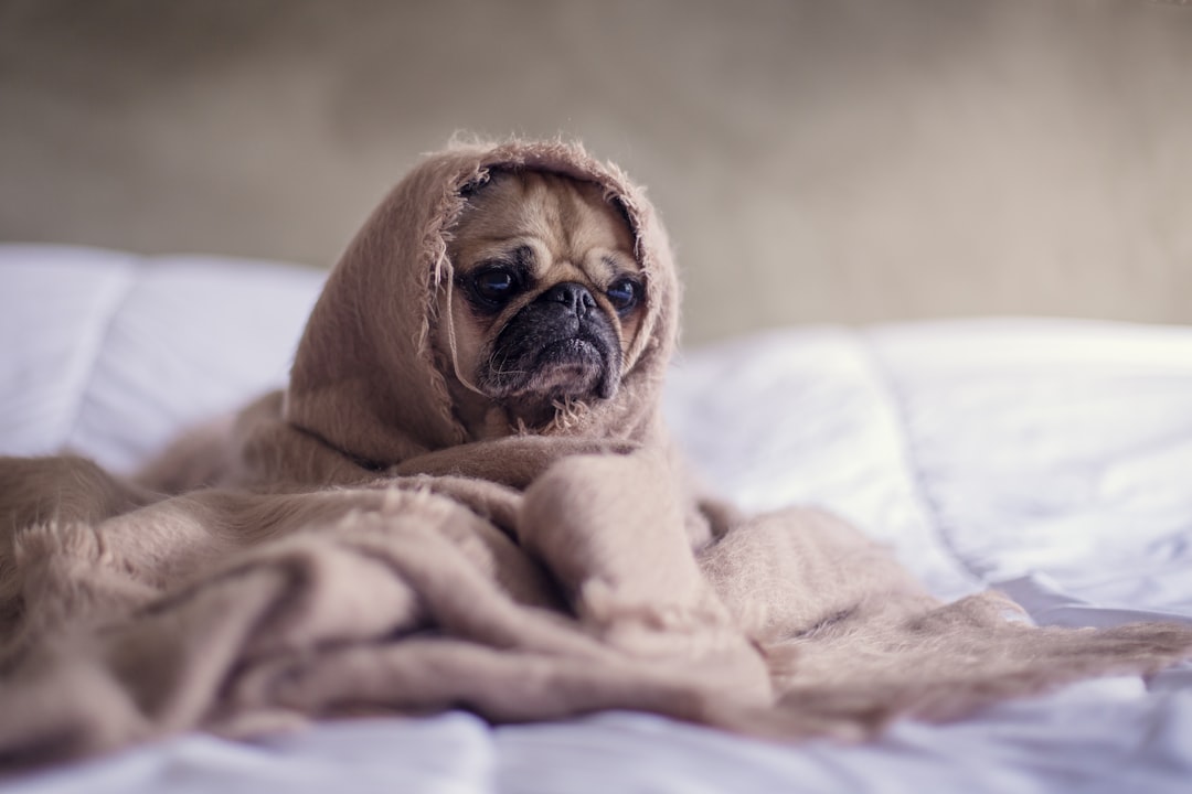 Senior Dog Adoption Tips: Making the Right Choice